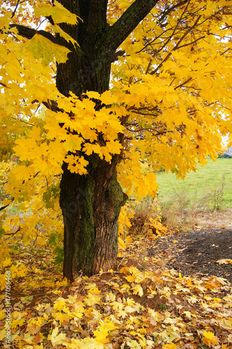maple, tree
