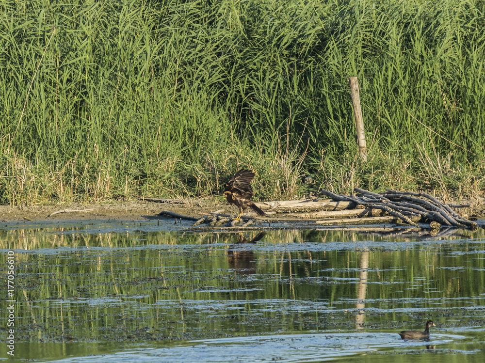 Obraz premium bird of prey searching and hunting above a pond