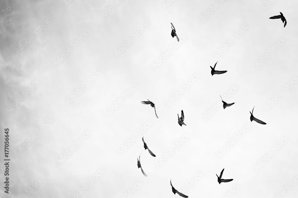 Black and white photo of pigeons soaring in the sky
Black and white photo of pigeons soaring in the sky