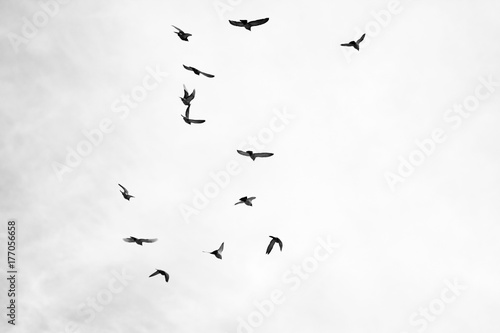 Black and white photo of pigeons soaring in the sky  