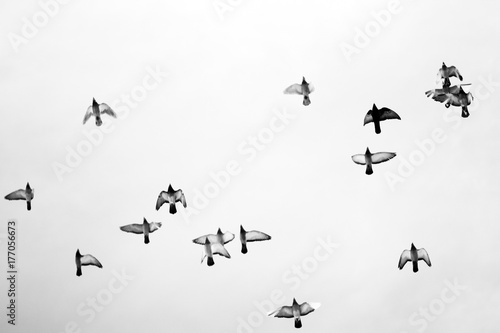 Black and white photo of pigeons soaring in the sky
