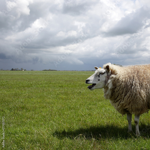 Single sheep in a field, bleating loudly on a cloudy day in spring