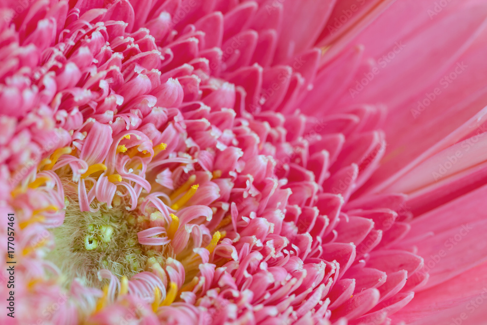 Macro of center of pink gerbera daisy flower Macro of center of pink gerbera daisy flower
