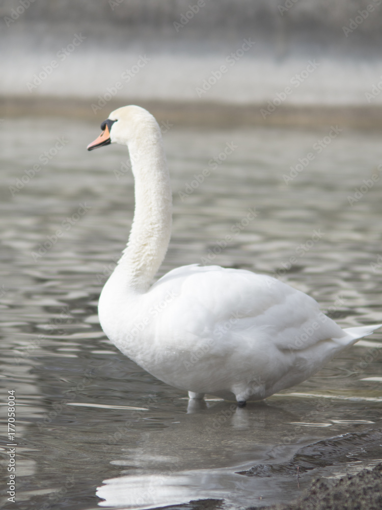 Fototapeta premium Schwan im Wasser