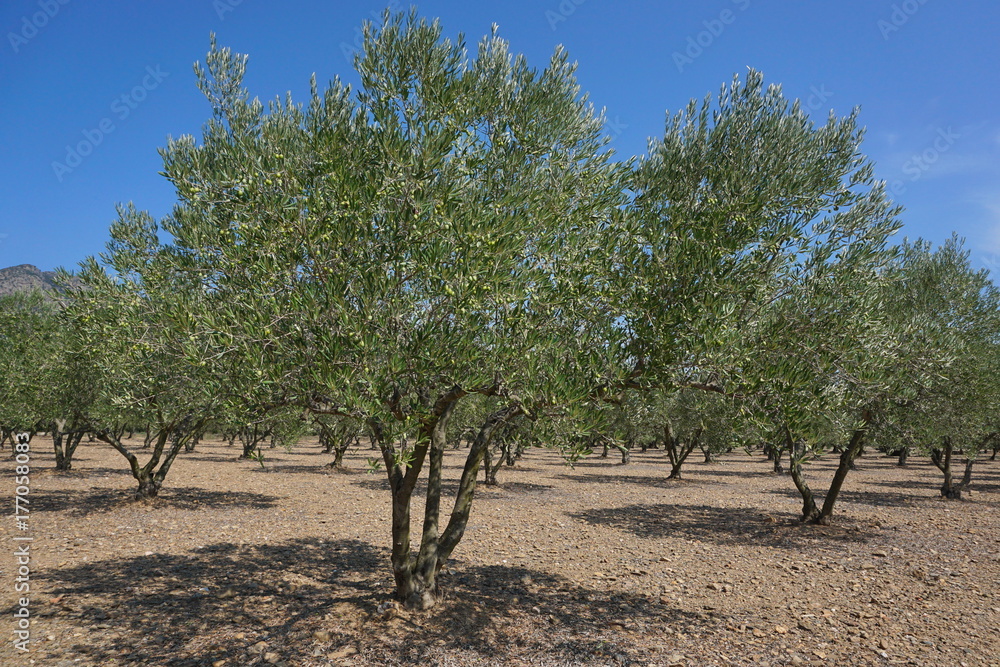 Spain field of olive trees with fruits, Mediterranean, Roses, Girona, Catalonia