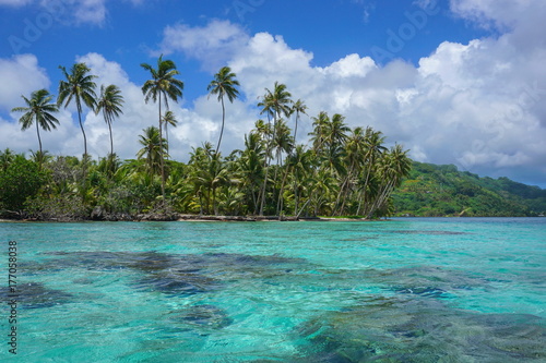 French Polynesia coconut palm trees on the motu Vavaratea and turquoise water of the lagoon, Huahine island, Faie, south Pacific ocean, Oceania