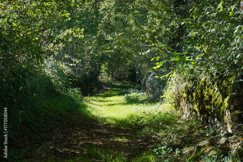Green footpath and lush foliage in the French countryside, Mortemart, Haute-Vienne, Limousin