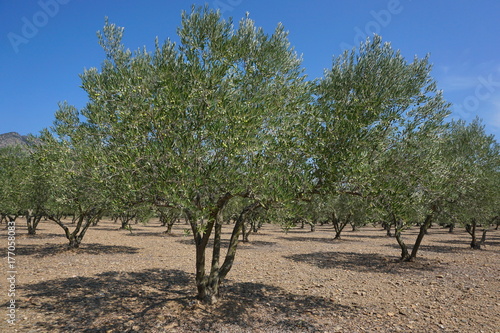 Spain field of olive trees with fruits, Mediterranean, Roses, Girona, Catalonia