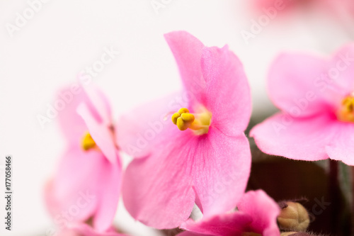 African violet (Saint-paulia ionantha) with beautiful flowers details
