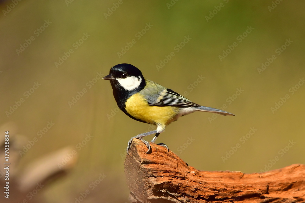 Obraz premium wielki cycek