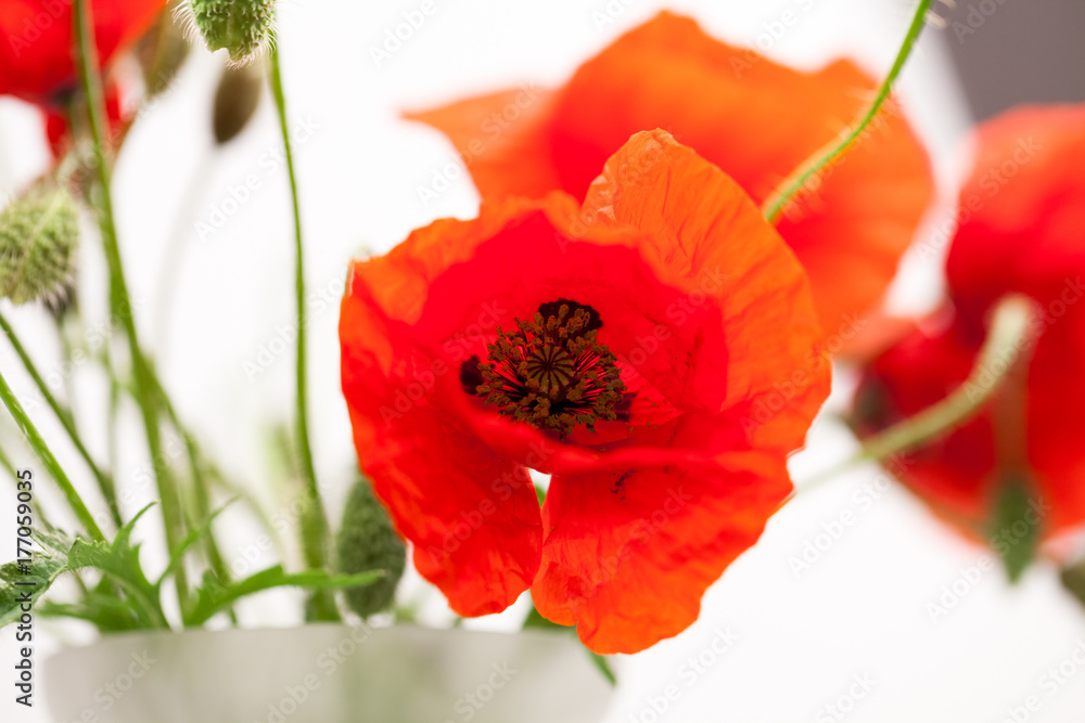 Obraz premium Red poppies (Papaver rhoeas) and buds with details 