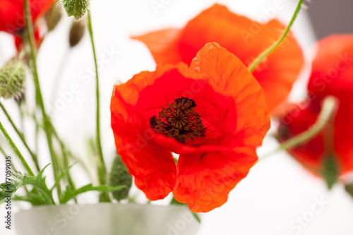 Red poppies  Papaver rhoeas  and buds with details  