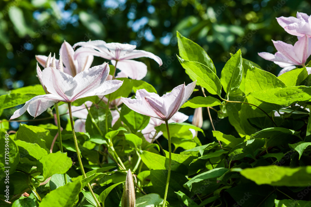 Beautifu clematis flowers with vegetation Beautifu clematis flowers with vegetation