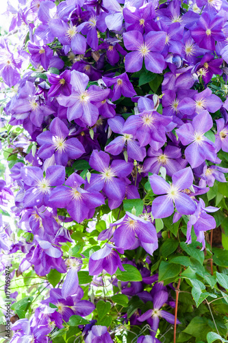 Beautiful clematis flowers with vegetation 