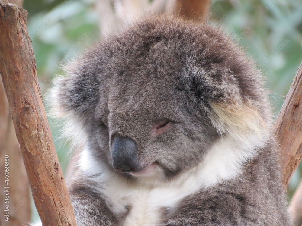 Fototapeta premium koala