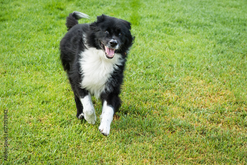 Happy black and white dog running on green grass. © Mary Lynn Strand