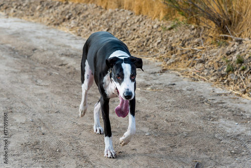 Black and white Great Dane on a hiking path with long tongue hanging out.