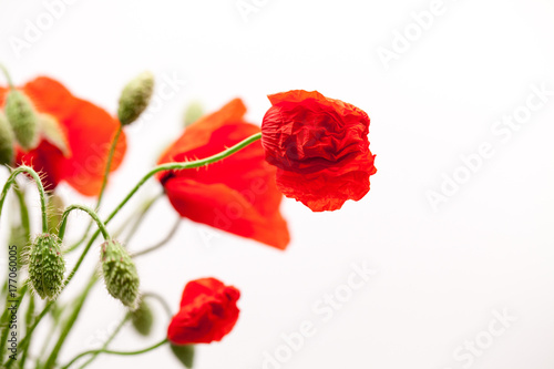 Red poppies  Papaver rhoeas  and buds with details  