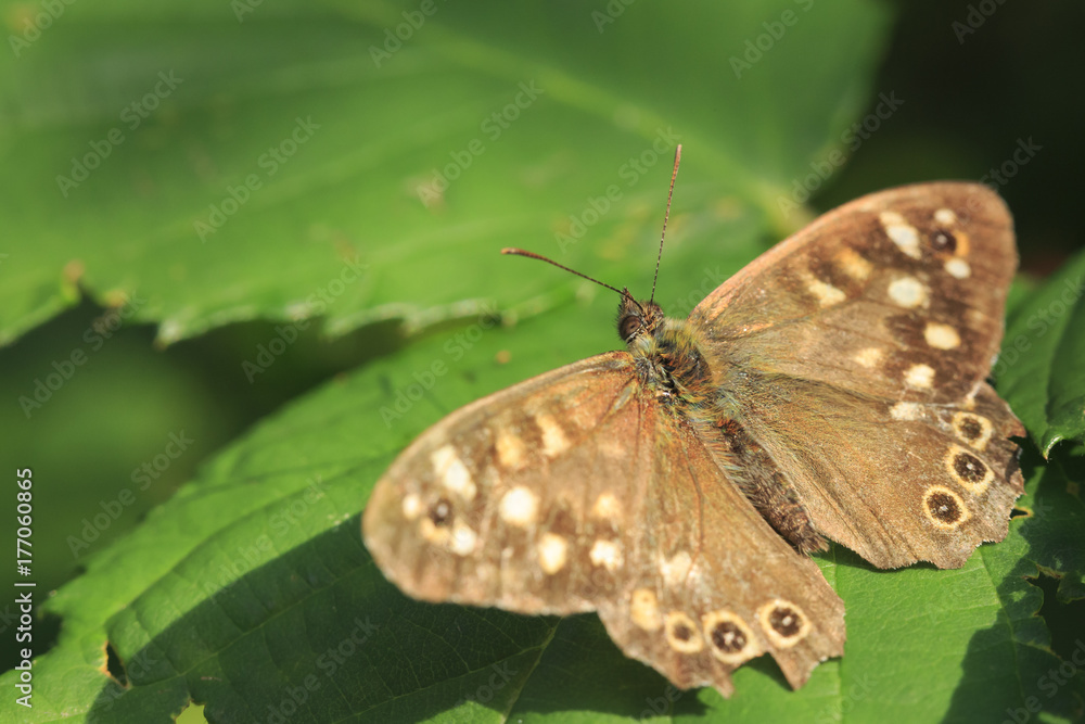 Speckled wood butterfly Pararge aegeria top view Speckled wood butterfly Pararge aegeria top view