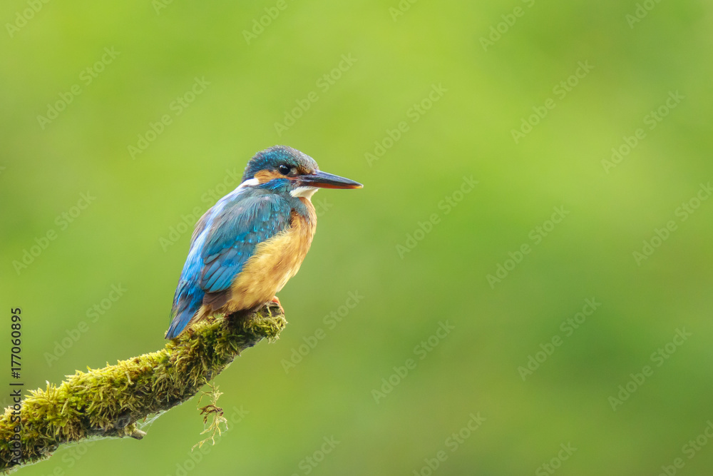 Close up of a Kingfisher Alcedo atthis Close up of a Kingfisher Alcedo atthis