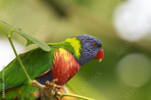 Portrait of a rainbow lorikeet (Trichoglossus moluccanus) bird in action