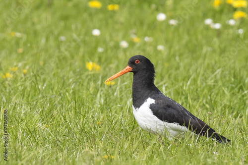 Eurasian oystercatcher (Haematopus ostralegus) perched in a green and blooming meadow.