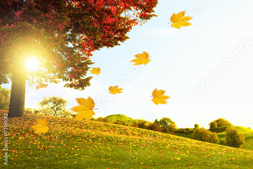 Goldener Herbst photo
