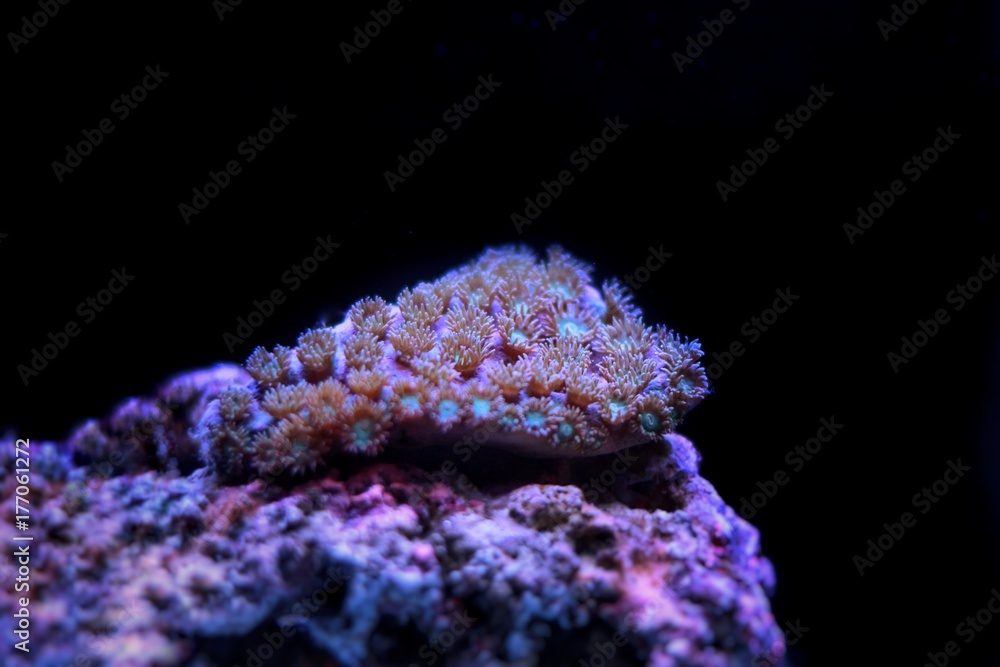 Naklejka premium LPS cup coral in reef tank