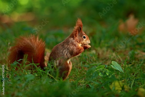 Fluffy red squirrel holding and eating a sunflower seed sitting in green grass © Lioneska
