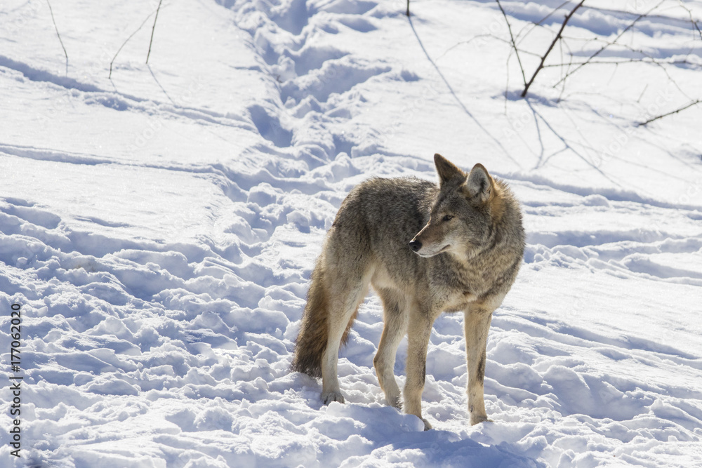 Obraz premium Coyote in winter
