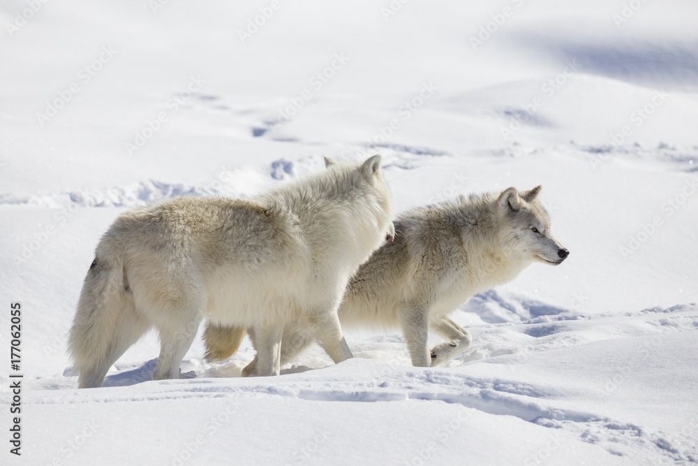 Obraz premium Arctic wolf in winter