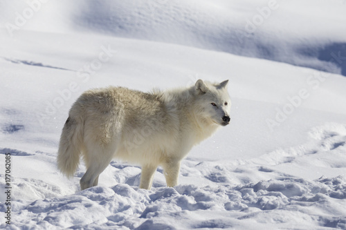 Arctic wolf in winter © Mircea Costina