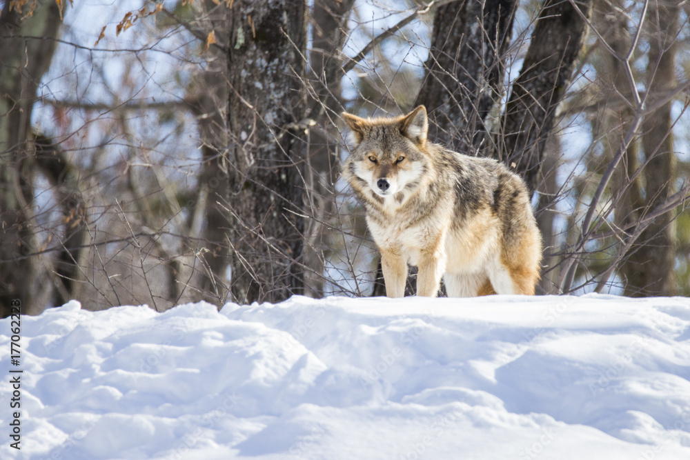 Obraz premium Coyote in winter