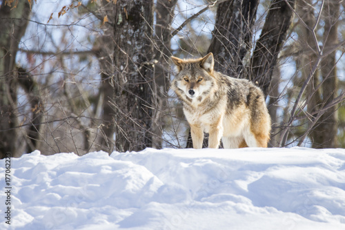 Coyote in winter © Mircea Costina