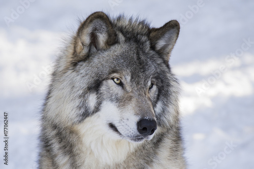 Timber wolf in winter © Mircea Costina