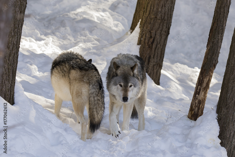 Obraz premium Timber wolf in winter