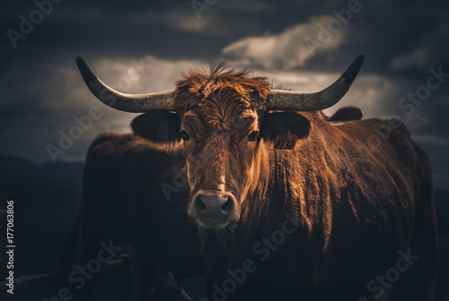 Vivid Bull