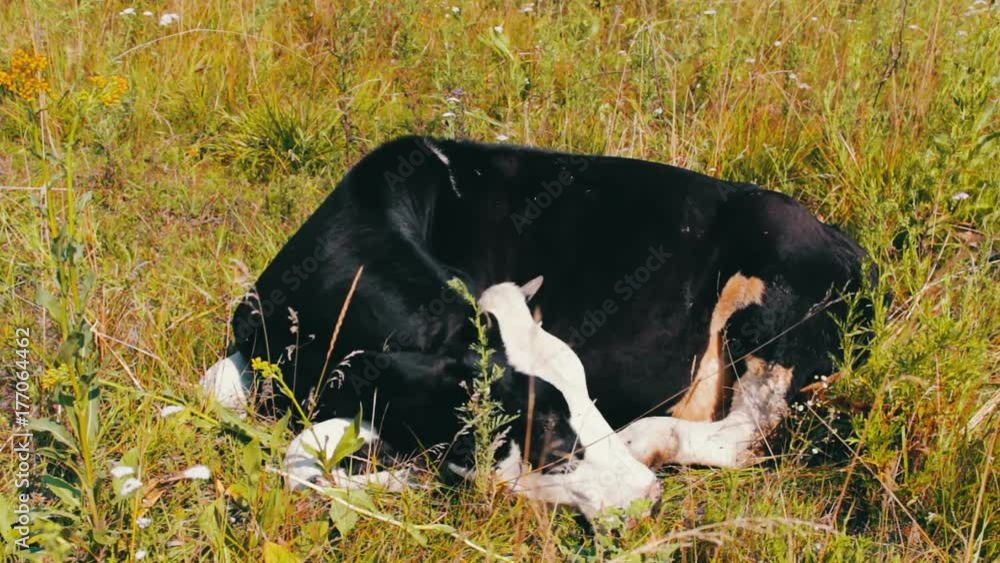 Farm animals. Agriculture industry.Cattle cow sleep in the field. Milk cow sleep on grass. Farm animals. Agriculture industry.Cattle cow sleep in the field. Milk cow sleep on grass.