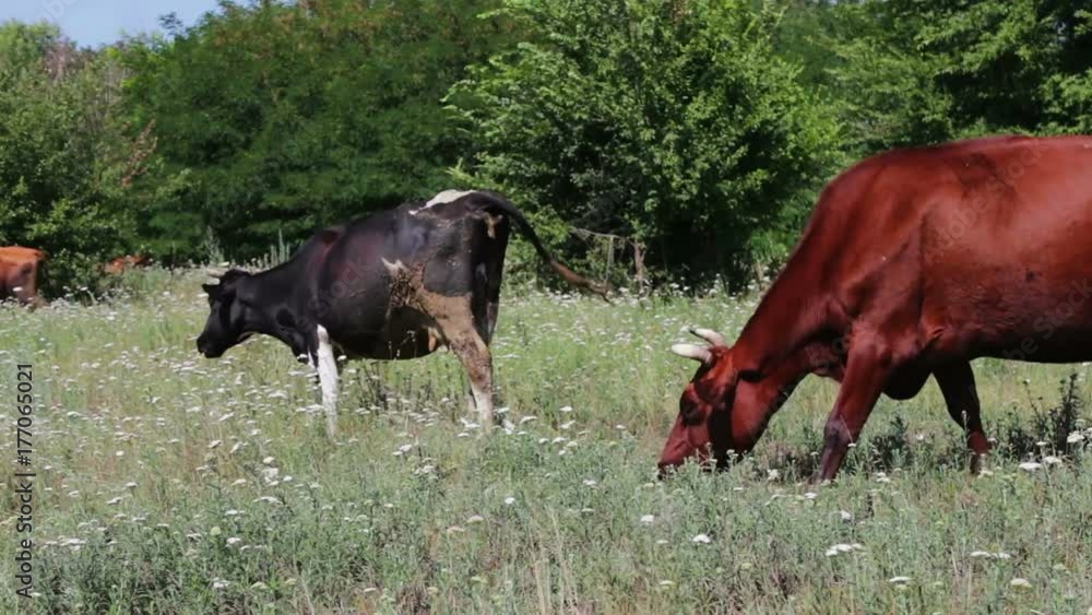 Black and white cow grazing on green summer meadow Black and white cow grazing on green summer meadow