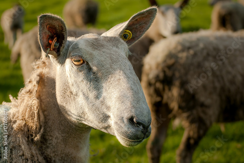 Weardale Sheep photo