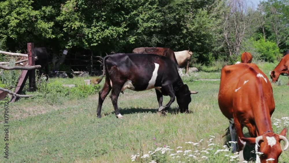 Many different cows large and small graze in meadow and eat green grass in summer Many different cows large and small graze in meadow and eat green grass in summer