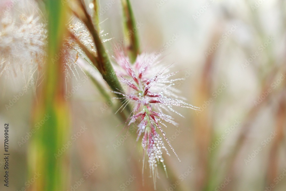 a selective focus of blurry ice grass flower a selective focus of blurry ice grass flower