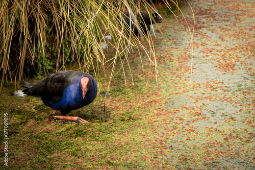 Pukeko In Swamp, New Zealand Nga Mana Reserve  photo