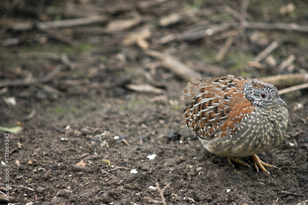 quail quail