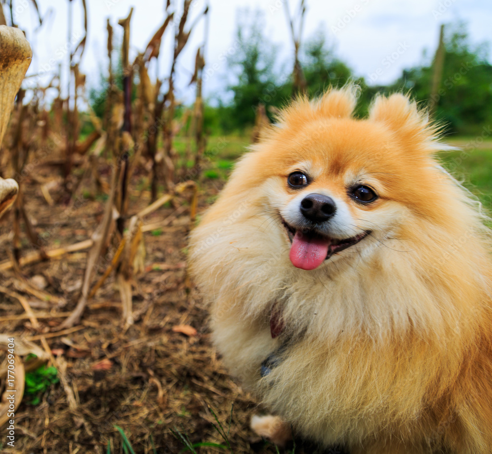 Pomeranian Dog sitting in corn field with flowers in back ground. Fall season.