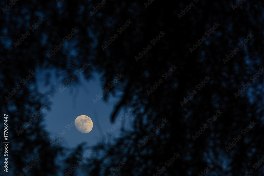 The moon peaks through the trees The moon peaks through the trees