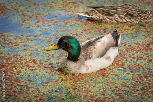 Male Mallard In Red Algae Pond photo