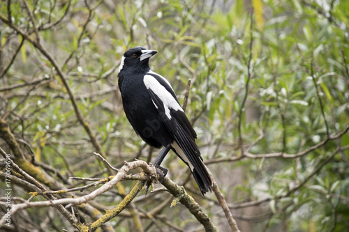 Photo magpie bird