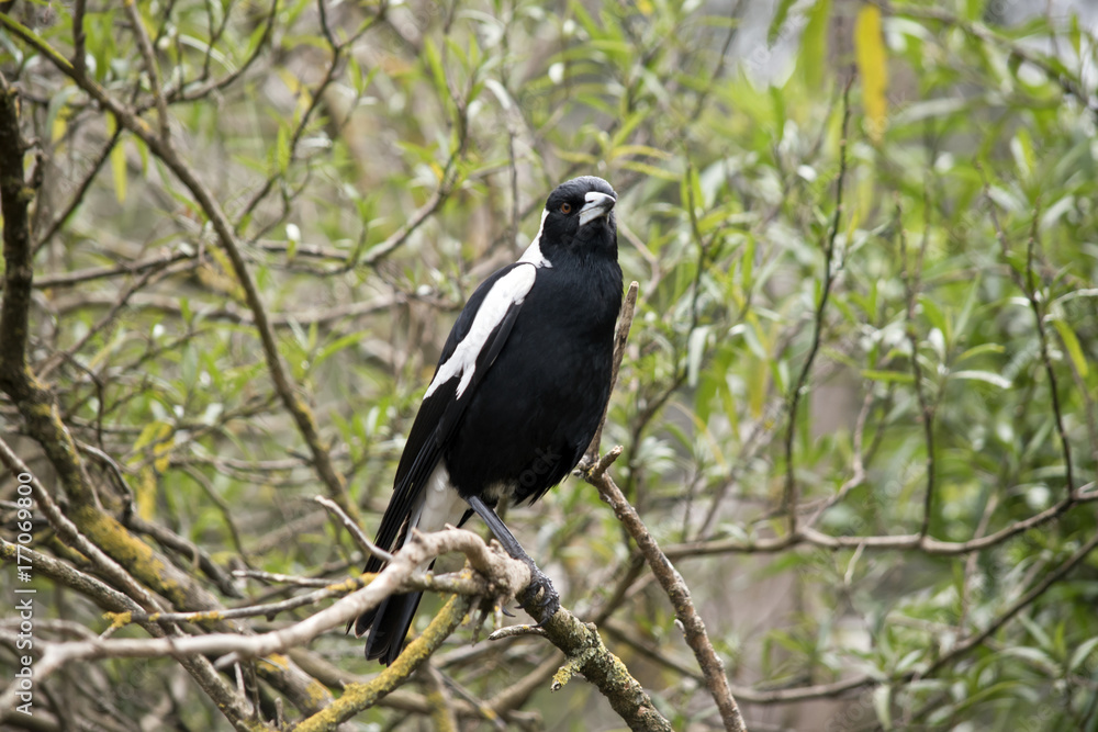 Fototapeta premium magpie bird