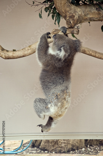 Fototapeta Naklejka Na Ścianę i Meble -  koala just hanging on